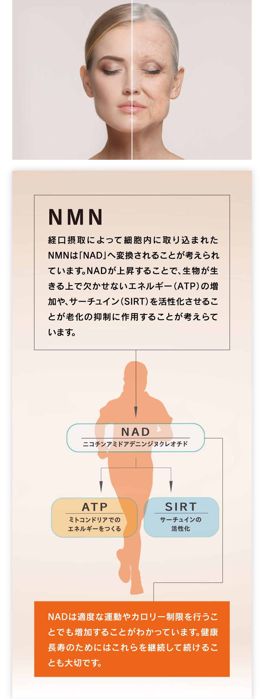 NMN NMNの経口摂取によって細胞内に取り込まれたNMNは「NAD」へ変換されることが考えられています。NADが上昇することで、生物が生きる上で欠かせないエネルギー（ATP）の増加や、サーチェイン（SIRT）を活性化させることが老化の抑制に作用することが考えらています。NADは適度な運動やカロリー制限を行うことでも増加することがわかっています。健康長寿のためにはこれらを継続して続けることも大切です。