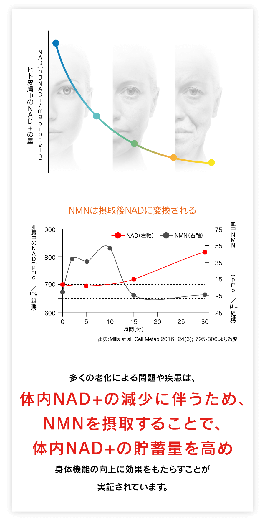 多くの老化による問題や疾患は、体内NAD+の減少に伴うため、NMNを摂取することで、体内NAD+の貯蓄量を高め身体機能の向上に効果をもたらすことが実証されています。