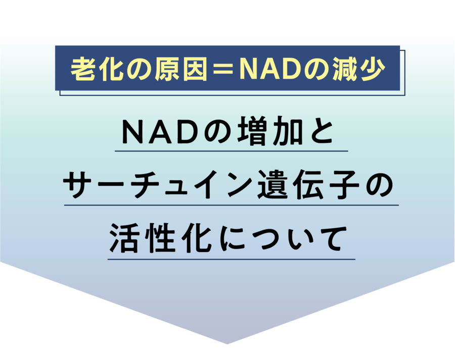 老化の原因＝NADの減少 NADの増加とサーチュイン遺伝子の活性化について