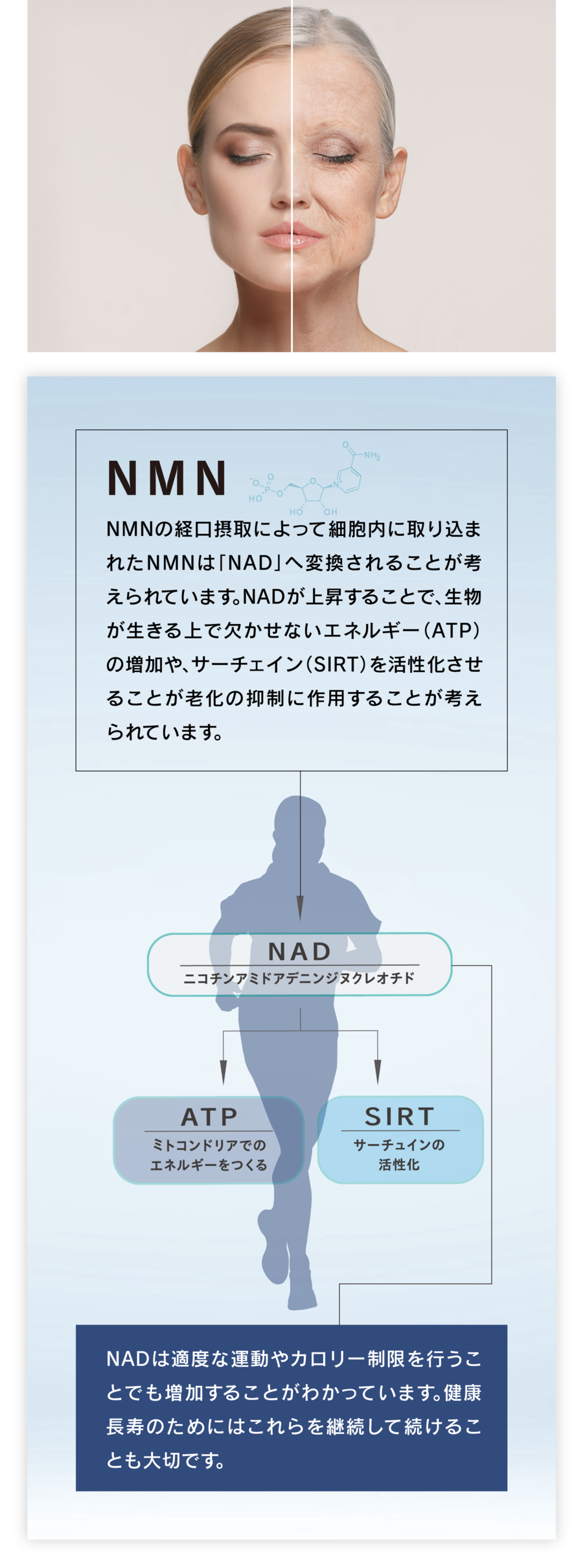 NMNの経口摂取によって細胞内に取り込まれたNMNは「NAD」へ変換されることが考えられています。NADが上昇することで、生物が生きる上で欠かせないエネルギー（ATP）の増加や、サーチェイン（SIRT）を活性化させることが老化の抑制に作用することが考えられています。