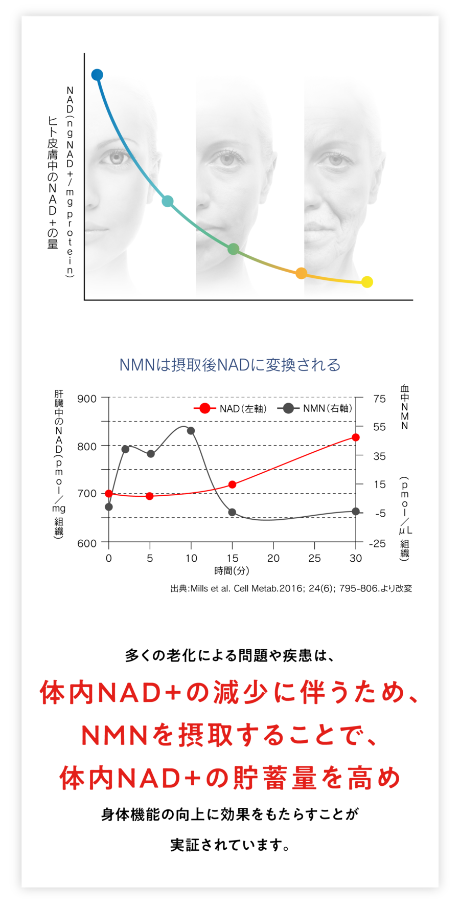 多くの老化による問題や疾患は、体内NAD+の減少に伴うため、NMNを摂取することで、体内NAD+の貯蓄量を高め身体機能の向上に効果をもたらすことが実証されています。