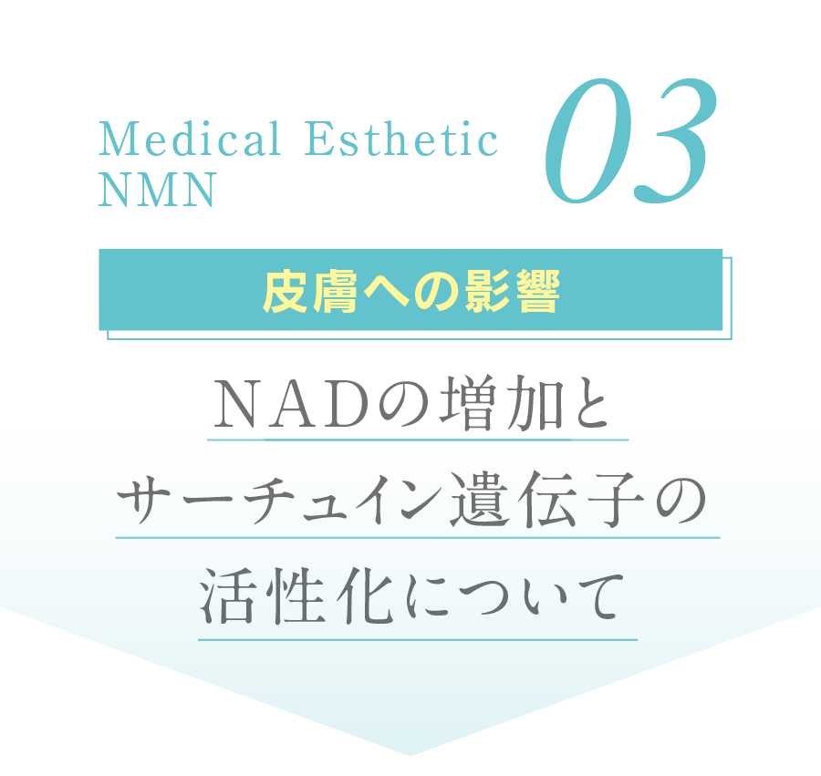 03 皮膚への影響 表皮のサーチュインの活性化で天然保湿成分の産生を促進