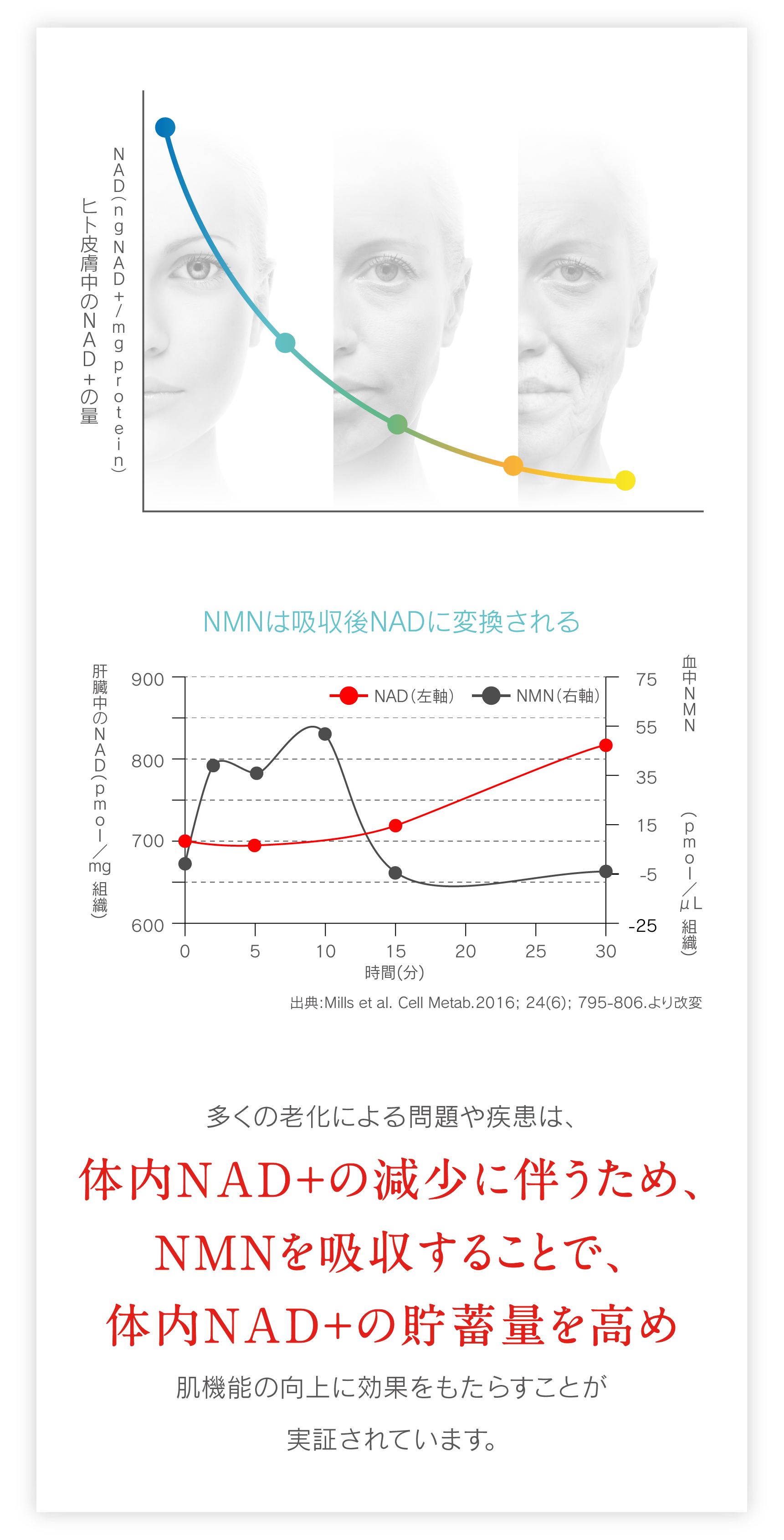 NMN NMNの経口摂取によって細胞内に取り込まれたNMNは「NAD」へ変換されることが考えられています。NADが上昇することで､生物が生きる上で欠かせないエネルギー（ATP）の増加や､サーチェイン（SIRT）を活性化させることが老化の抑制に作用することが考えらています。NADは適度な運動やカロリー制限を行うことでも増加することがわかっています。健康長寿のためにはこれらを継続して続けることも大切です。