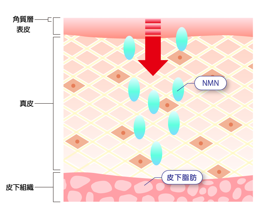 02 NMN＝ナノ分子 真皮まで届くその答えは分子量